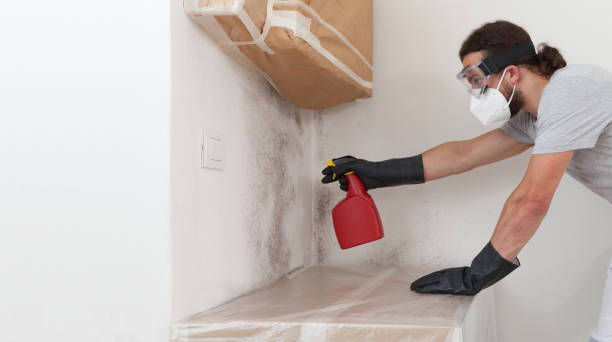 Professional Black Mold Removal technician working in Fair Haven, NY